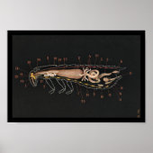  Zoologie Print Cockroach (Voorkant)