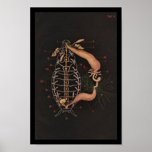  Zoologie Print Cockroach