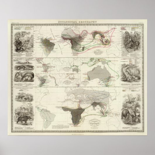 Zoologische geografie poster (Voorkant)