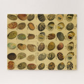 Zoölogische ketch zeeschelp Jigzaag Puzzle Legpuzzel (Horizontaal)