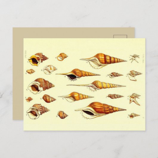 Zoologische ketting Briefkaart (Voorkant / Achterkant)