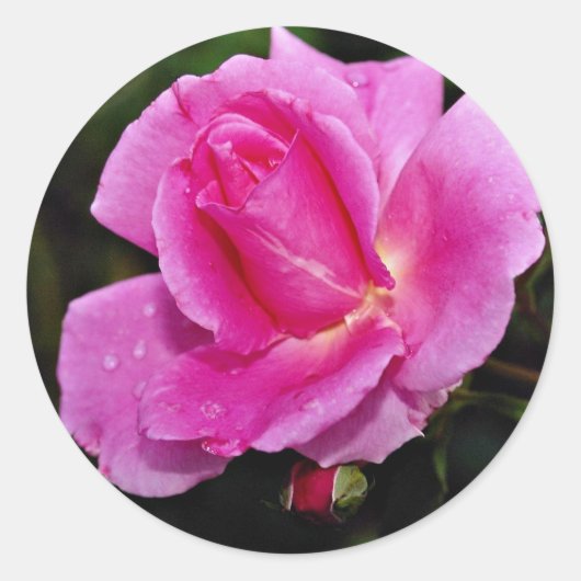 Zorgeloos Beauty Shrub Roos 'Bucbi' Witte bloempje Ronde Sticker (Voorkant)