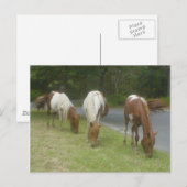 zorgeloze pony's briefkaart (Voorkant / Achterkant)