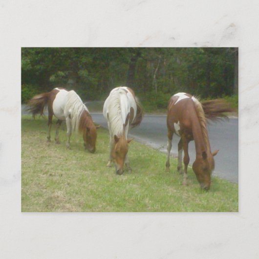 zorgeloze pony's briefkaart (Voorkant)