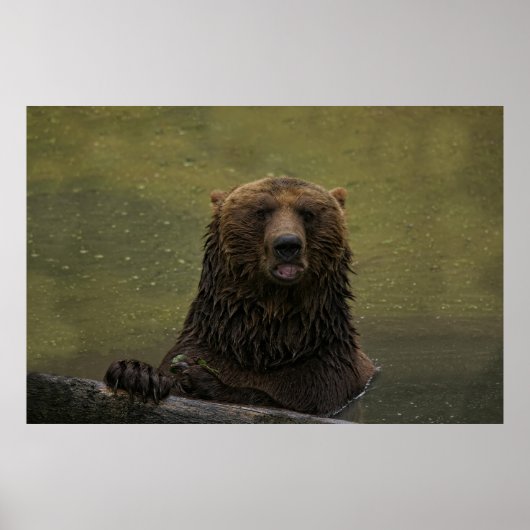 Zorgvuldig Beer in water Poster (Voorkant)