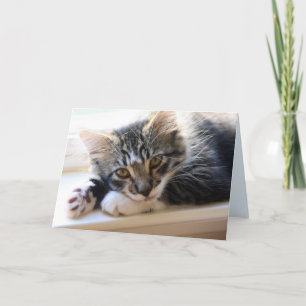 Zorro bij het raam Jubileum Kaart