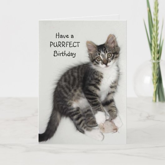 Zorro Catnip Purrfect Birthday Wenskaart Kaart (Voorkant)