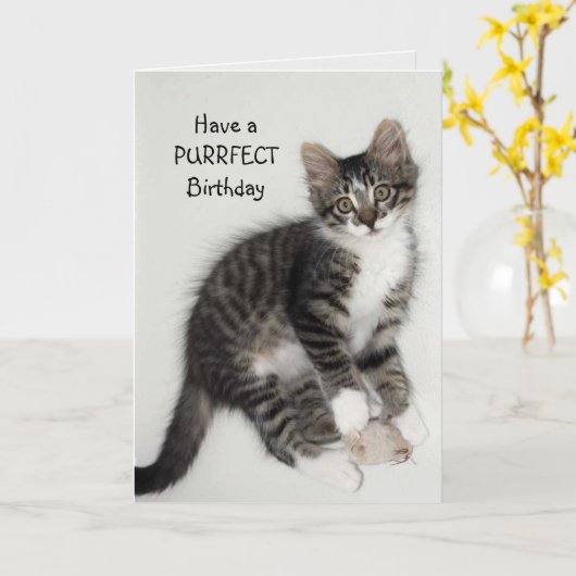 Zorro Catnip Purrfect Birthday Wenskaart Kaart (Gele Bloem)
