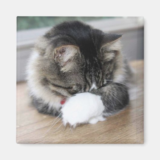 Zorro Shy Kat Square Magnet (Voorkant)