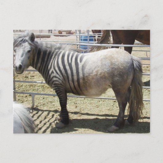 Zorse Briefkaart (Voorkant)