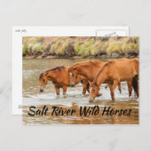 Zout in de Wilde Paarden Briefkaart (Voorkant / Achterkant)
