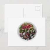 Zout met radijzen en gebrande kippen briefkaart (Voorkant / Achterkant)