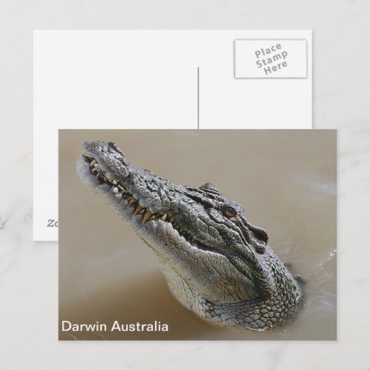 Zout water Crocodile Darwin Australië Briefkaart (Voorkant / Achterkant)