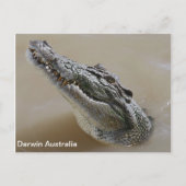 Zout water Crocodile Darwin Australië Briefkaart (Voorkant)