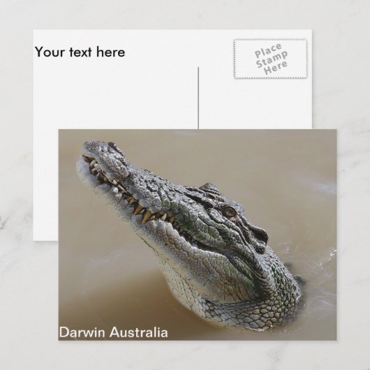 Zout water krokodil Darwin Briefkaart (Voorkant / Achterkant)