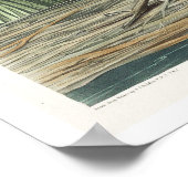 Zout Water Marsh Hen van Audubon Poster (Hoek)