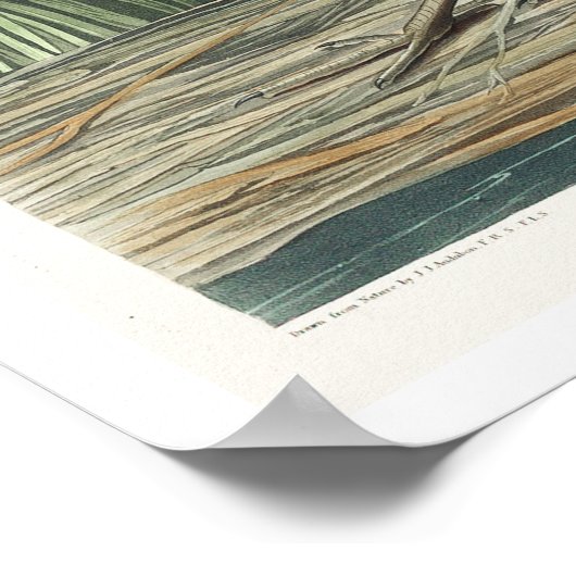 Zout Water Marsh Hen van Audubon Poster (Hoek)