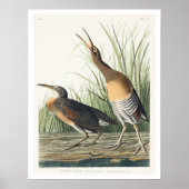 Zout Water Marsh Hen van Audubon Poster (Voorkant)