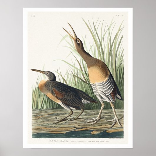 Zout Water Marsh Hen van Audubon Poster (Voorkant)