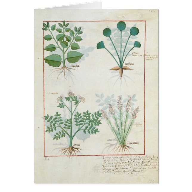 Zoute Struik en Anthora Absinthium en Cardamom (Voorkant)