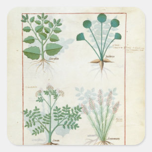 Zoute Struik en Anthora Absinthium en Cardamom Vierkante Sticker