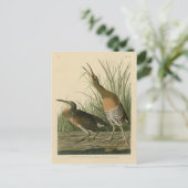 Zoutwaterkorf Hen - Amerikaanse vogels van Audubon Briefkaart (Staand voorkant)