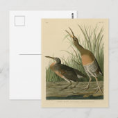 Zoutwaterkorf Hen - Amerikaanse vogels van Audubon Briefkaart (Voorkant / Achterkant)