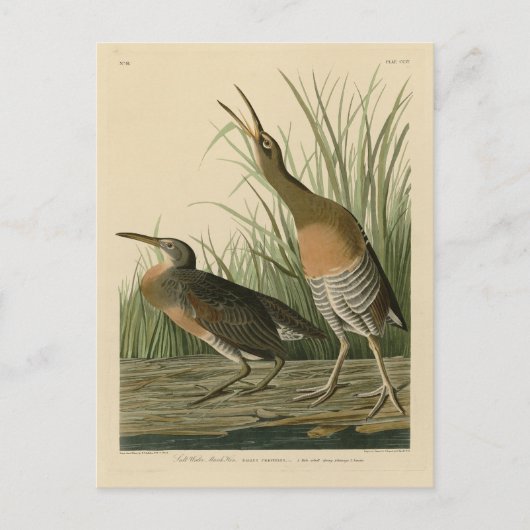 Zoutwaterkorf Hen - Amerikaanse vogels van Audubon Briefkaart (Voorkant)