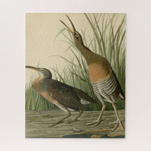 Zoutwaterkorf Hen - Amerikaanse vogels van Audubon Legpuzzel