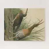 Zoutwaterkorf Hen - Amerikaanse vogels van Audubon Legpuzzel (Horizontaal)