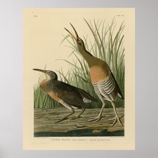 Zoutwaterkorf Hen - Amerikaanse vogels van Audubon Poster (Voorkant)