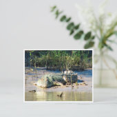 zoutwaterkrokodil briefkaart (Staand voorkant)