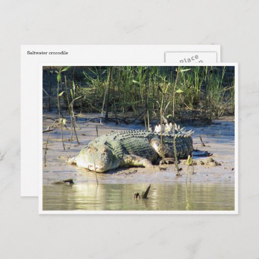 zoutwaterkrokodil briefkaart (Voorkant / Achterkant)