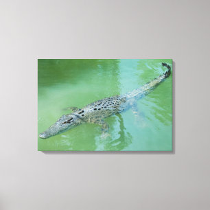Zoutwaterkrokodil Canvas Afdruk