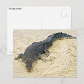 Zoutwaterkrokodil (Crocodylus porosus) Briefkaart (Voorkant / Achterkant)