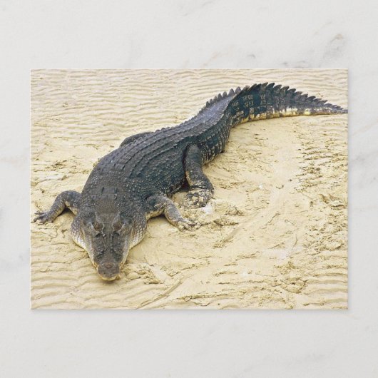 Zoutwaterkrokodil (Crocodylus porosus) Briefkaart (Voorkant)
