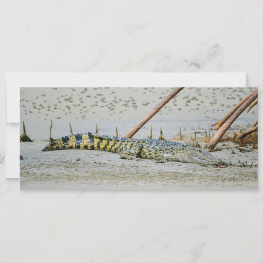 zoutwaterkrokodil feestdagenkaart (Voorkant)