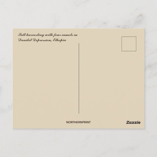 Zoutwinning met vier kamelen in Ethiopië Briefkaart (Achterkant)