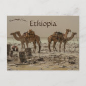 Zoutwinning met vier kamelen in Ethiopië Briefkaart (Voorkant)