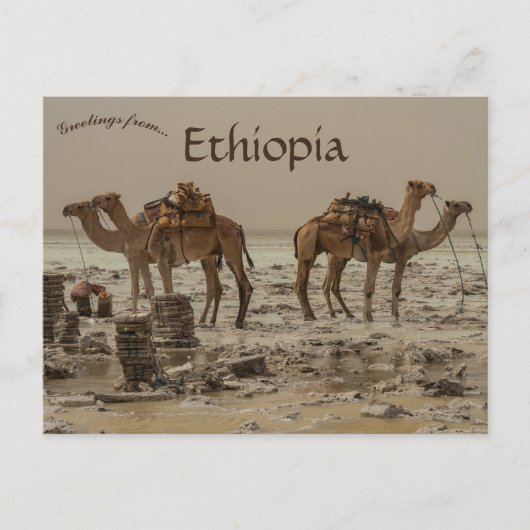 Zoutwinning met vier kamelen in Ethiopië Briefkaart (Voorkant)