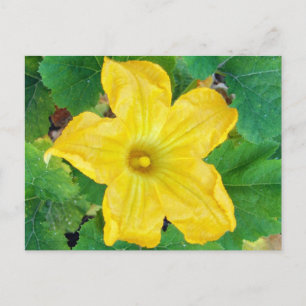 Zucchini Flower Briefkaart