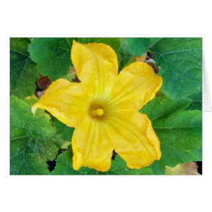Zucchini Flower Kaart