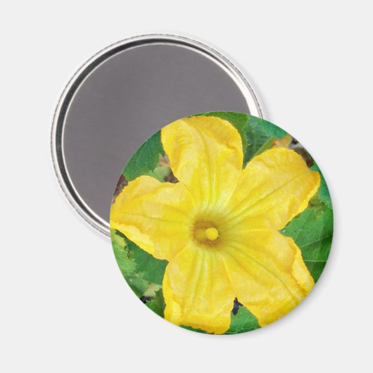 Zucchini Flower Magneet (Voorkant / Achterkant)