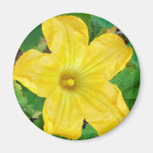 Zucchini Flower Magneet