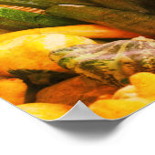 Zucchini Summer Squash Gourds Vegetables Poster (Hoek)