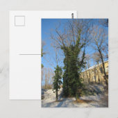 Zugewachsener Baum Briefkaart (Voorkant / Achterkant)