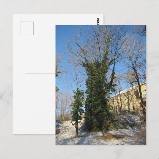 Zugewachsener Baum Briefkaart (Voorkant / Achterkant)