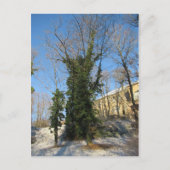 Zugewachsener Baum Briefkaart (Voorkant)