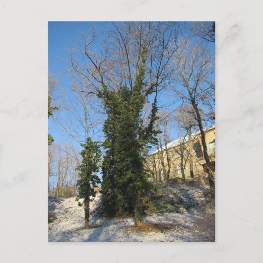 Zugewachsener Baum Briefkaart (Voorkant)