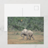 Zuid-Afrika, Addo Elephant Nat'l Park. Baby Briefkaart (Voorkant / Achterkant)